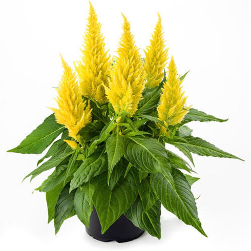 Gunugu Puvvu | Celosia Flowers